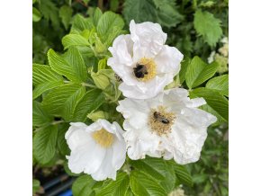 Rosa rugosa 'Alba' - růže svraskalá