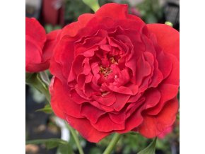 Rosa 'Scarlet Bonica' kmínek - růže mnohokvětá
