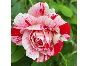 Rosa 'Scentimental' - růže slavných malířů