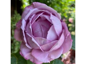 Rosa 'Silver Star' - růže VELKOKVĚTÁ