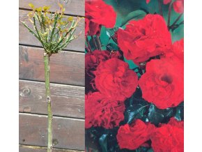 Rosa Topolina červená kmínek - růže drobnokvětá