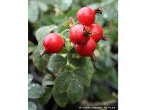Rosa villosa 'Karpatia' - růže dužnoplodá