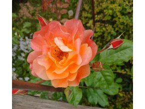 Rosa Westerland