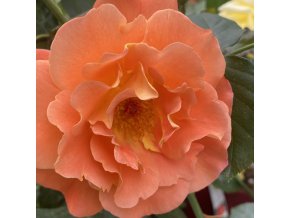 Rosa 'Westerland' - růže PNOUCÍ