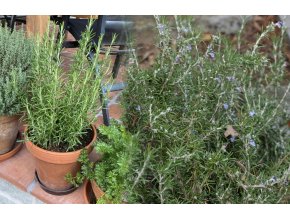 Rosmarinus officinalis - rozmarýn lékařský
