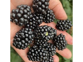 Rubus fruticosus 'Black Satin' - ostružina beztrnná