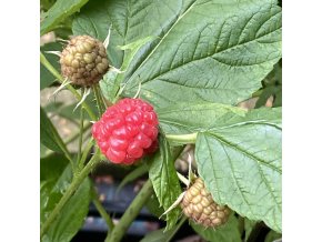Rubus idaeus 'Aroma Queen' - malíník remontantní