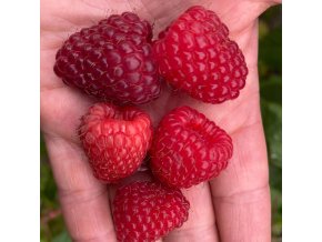 Rubus idaeus 'Polka' - malina - červenoplodá