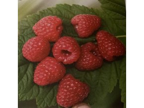 Rubus idaeus 'Sugana' - maliník velkoplodý