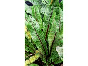 Rumex sanguinea - šťovík krvavý