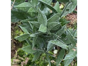 Ruscus aculeatus - listnatec pichlavý