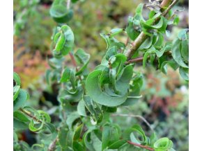 Salix babylonica 'Crispa' - vrba babylonská