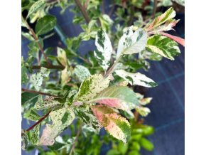 Salix cinerea 'Variegata' - vrba popelavá