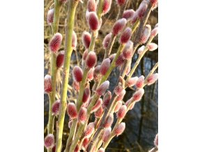 Salix gracilis 'Mount Aso' - vrba