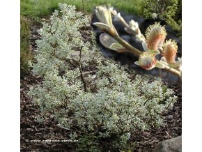 Salix helvetica 'Oberdonau' - vrba
