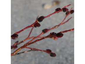 Salix melanostachys - vrba černokvětá