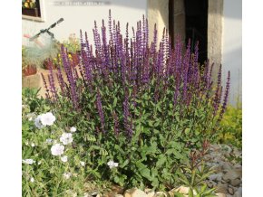Salvia nemorosa 'Caradonna' - šalvěj hajní