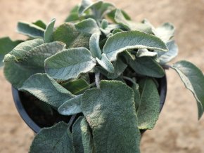 Salvia officinalis 'Maxima' - šalvěj lékařská