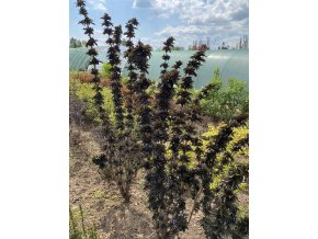 Sambucus nigra BLACK TOWER 'Eiffell'® - bez černý