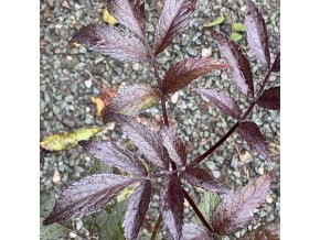 Sambucus nigra 'Blue Sheen' - bez černý