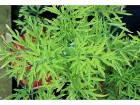 Sambucus nigra 'Golden Tower' - bez černý
