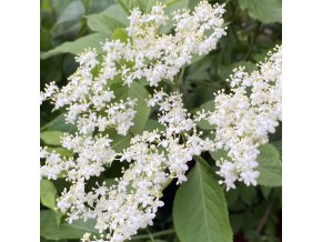 Sambucus nigra 'Hasberg' - bez černý
