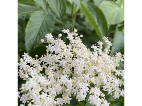 Sambucus nigra 'Korsor' - bez černý