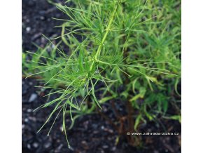 Sambucus nigra 'Linearis' - bez černý