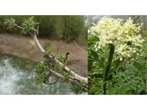 Sambucus nigra 'Monstrosa' - bez černý