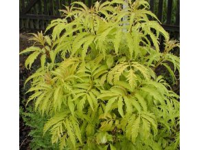 Sambucus racemosa 'Plumosa Aurea' - bez hroznatý