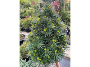 Sciadopytis verticillata 'Beauty Green' - pajehličník přeslenatý