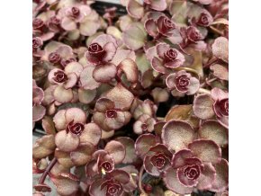 Sedum spurium 'Voodoo' - rozchodník pochybný