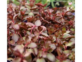 Sedum spurium 'Voodoo' - rozchodník pochybný