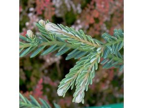 Sequoia sempervirens 'Adpressa' - sekvoje vždyzelená