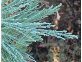 Sequoiadendron giganteum 'Glaucum' - sekvojovec obrovský