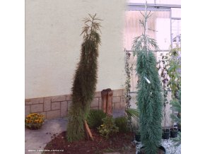 Sequoiadendron giganteum 'Pendulum' - sekvojovec obrovský