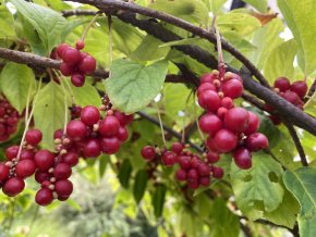 Schizandra chinensis - klanopraška čínská