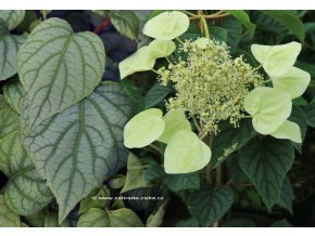 Schizophragma hydrangeoides 'Moonlight' - klanostěnka hortenziová