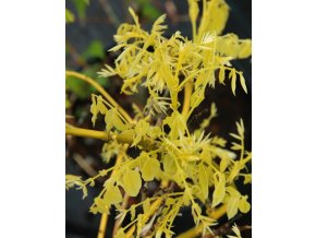Sophora japonica 'Flaviramea' - jerlín japonský