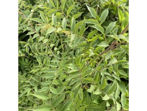 Sorbaria sorbifolia - tavolníkovec jeřábolistý