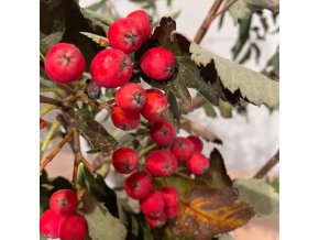 Sorbocrataegus (x) 'Granatina' - jeřáb