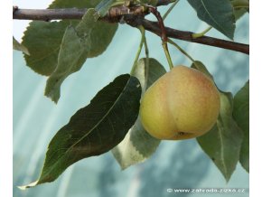 Sorbopyrus auricularis (x) - Hruškojeřáb 'hrušeň Tatarova'