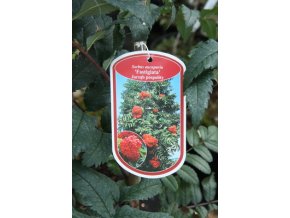 Sorbus aucuparia 'Fastigiata' - jeřáb obecný