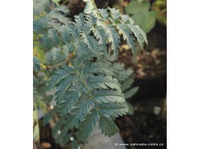 Sorbus aucuparia 'Laciniata' - jeřáb
