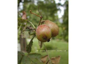 Sorbus domestica - oskeruše