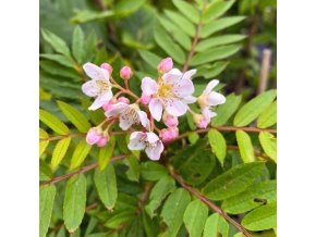 Sorbus filipes - jeřáb nitkovitě stopkatý