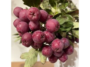 Sorbus 'Miczurinskaja Dezertnaja' - jeřáb