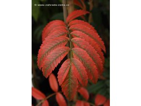 Sorbus 'Nevezhinskaja' - jeřáb