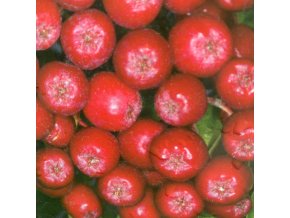 Sorbus 'Rubinowaja' - jeřáb