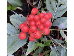 Sorbus 'Finská' - jeřáb